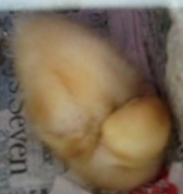 Sleeping Duckling Snores! Sleeping Duckling Snores!